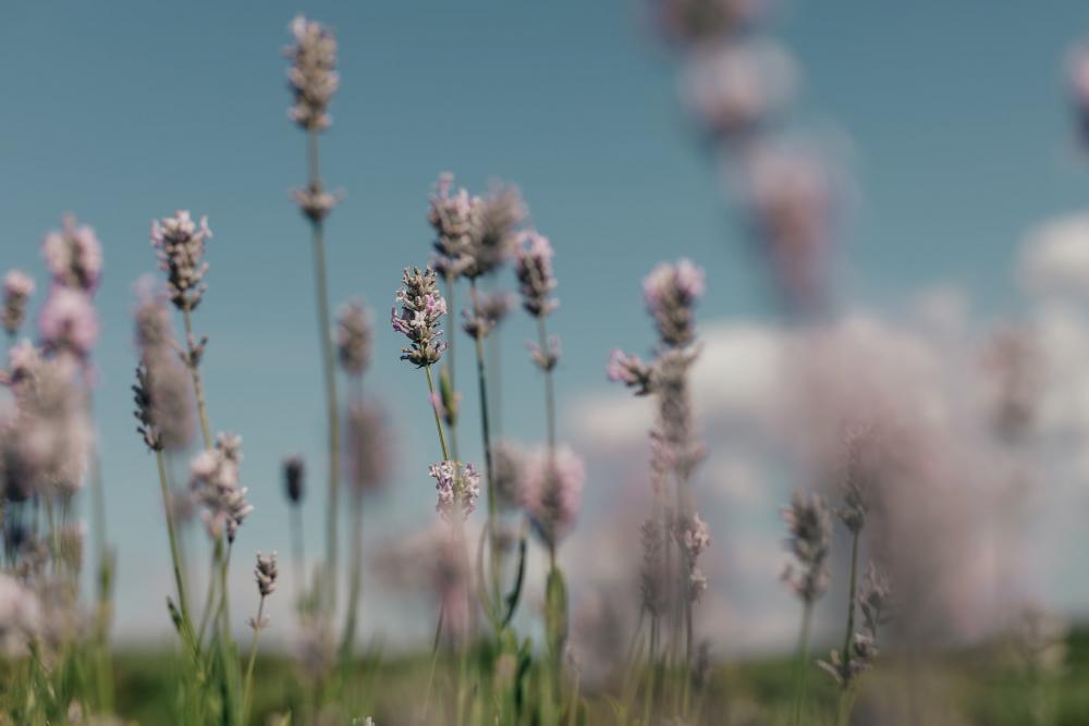 Purple Grass Tops Photo Purple Grass Tops Photo