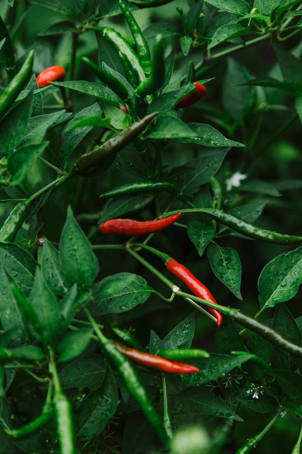 Red Chillies Glow On The Vine By Their Green Neighbours Photo Red Chillies Glow On The Vine By Their Green Neighbours Photo