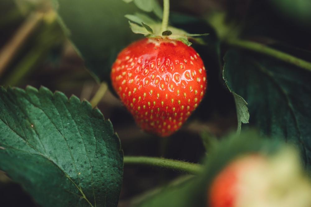 Seeds On A Strawberry Photo Seeds On A Strawberry Photo