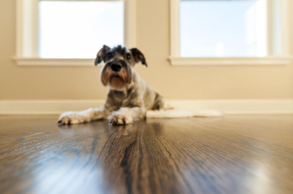 Terrier Relaxes By Window Photo Terrier Relaxes By Window Photo