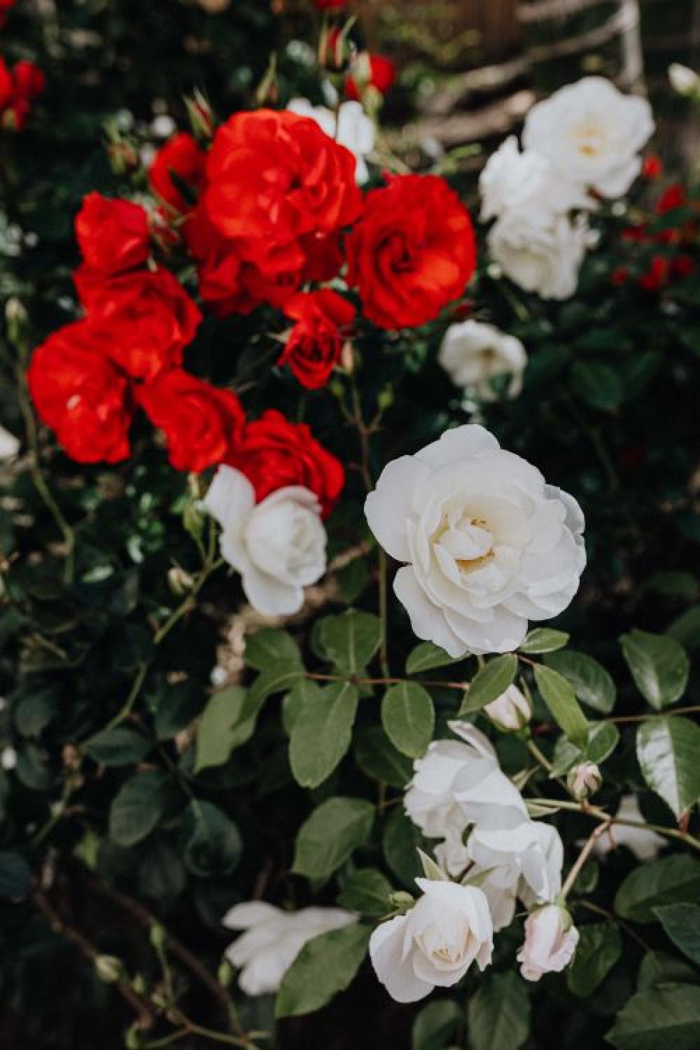 Beautiful roses from Sorrento, Italy Beautiful roses from Sorrento, Italy