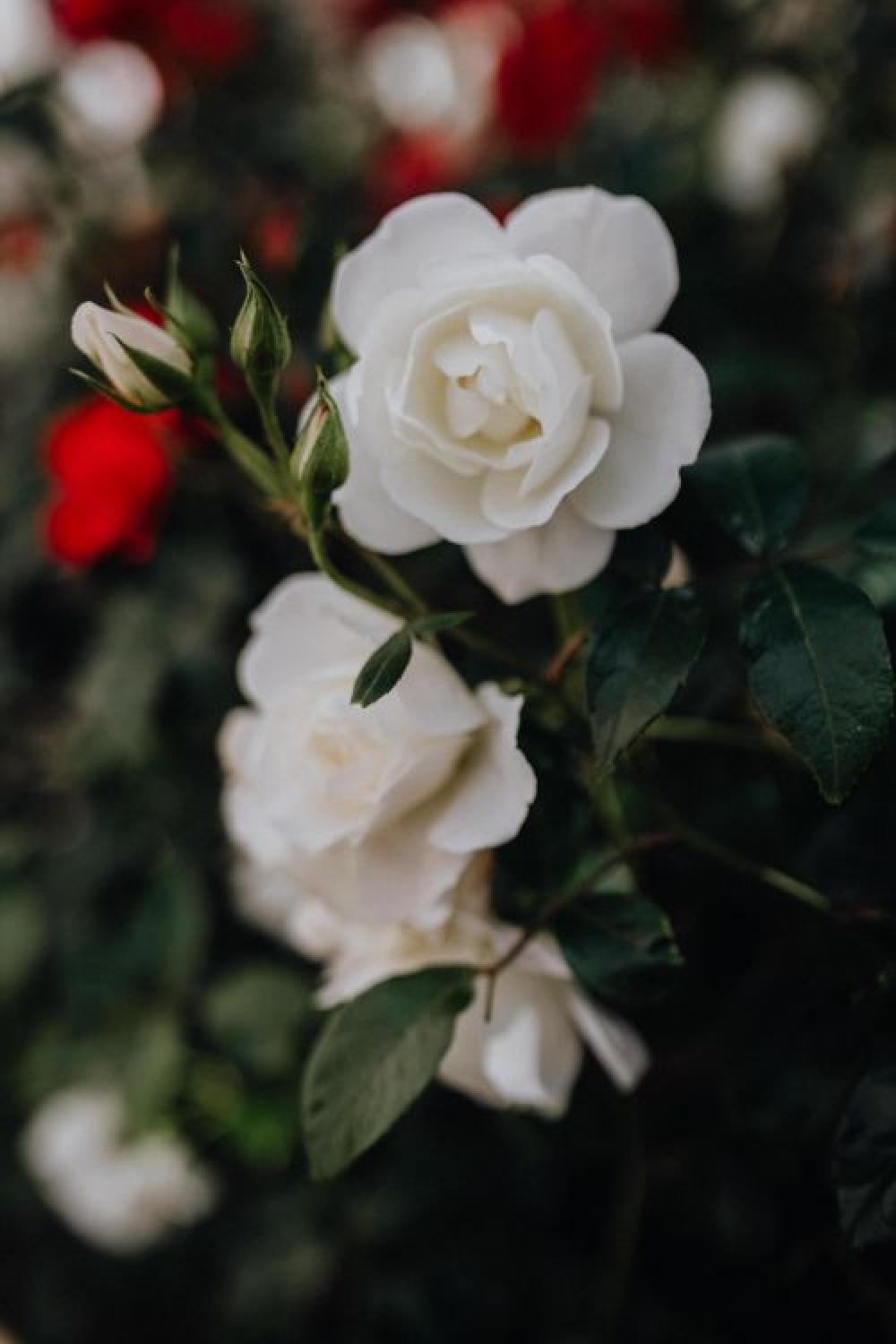 Beautiful roses from Sorrento, Italy Beautiful roses from Sorrento, Italy