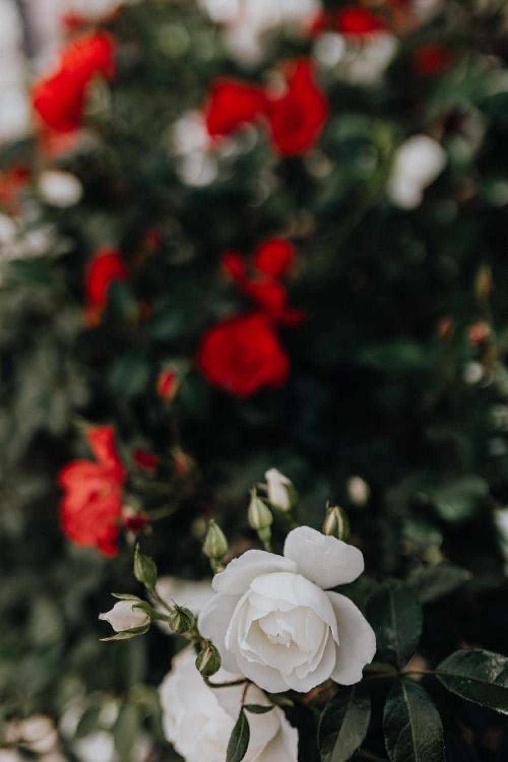 Beautiful roses from Sorrento, Italy Beautiful roses from Sorrento, Italy