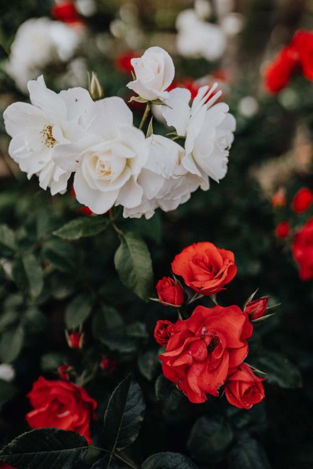 Beautiful roses from Sorrento, Italy Beautiful roses from Sorrento, Italy