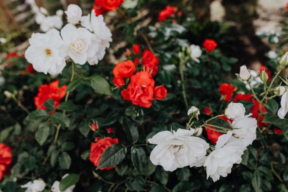 Beautiful roses from Sorrento, Italy Beautiful roses from Sorrento, Italy