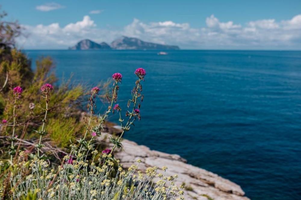 Wild flowers from Amalfi Coast Wild flowers from Amalfi Coast