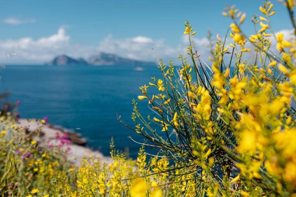Wild flowers from Amalfi Coast Wild flowers from Amalfi Coast