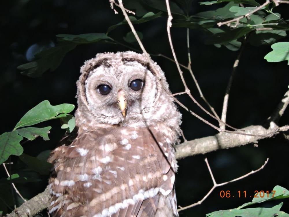 Barred owl Hoot Owl raptor predator wild Barred owl Hoot Owl raptor predator wild