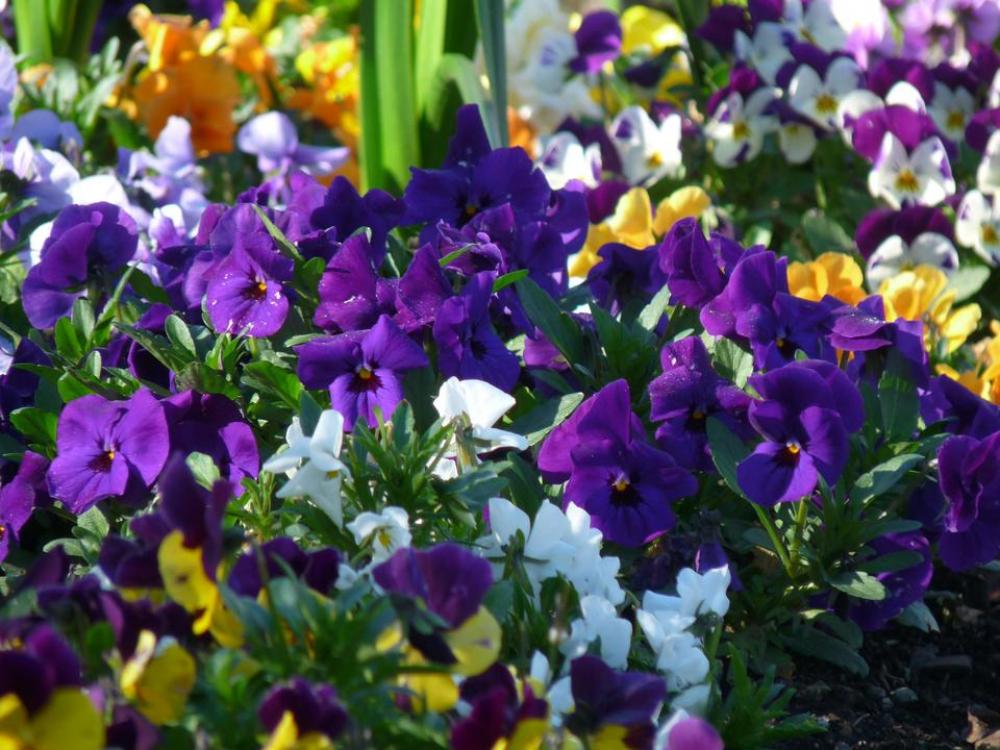 Pansies flowers spring flowers flower cluster Timaru Pansies flowers spring flowers flower cluster Timaru
