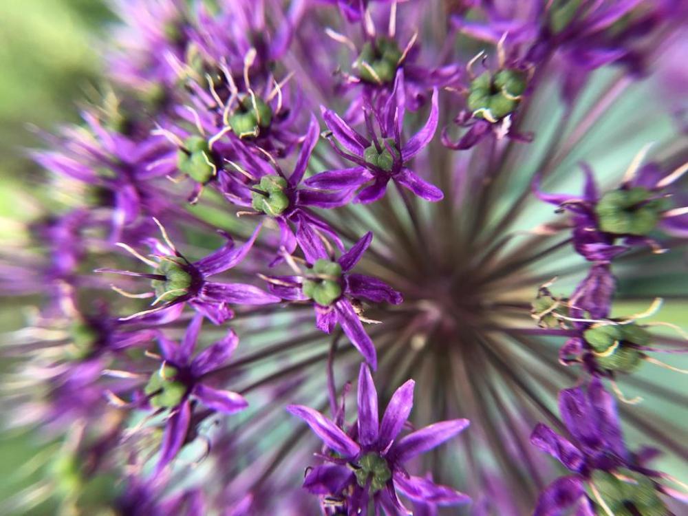 Purple flower flower floral garden Purple flower flower floral garden