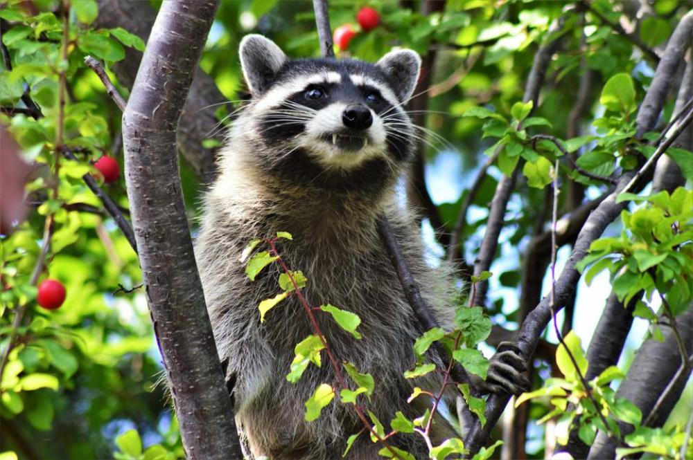 raccoon nature animal raccoon nature animal