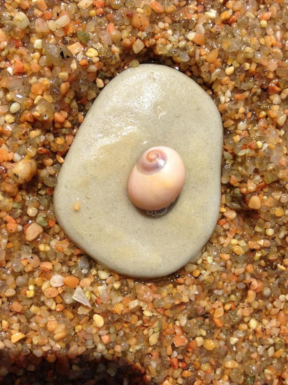 Beach rocks stones seashells Beach rocks stones seashells