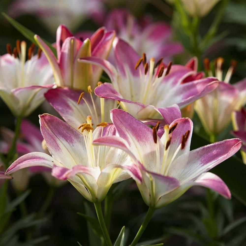 Flower floral garden Flower floral garden