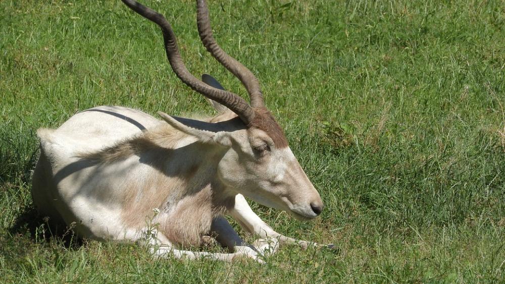 Addax Addax Nasomaculatus The Antelope Long Horns Addax Addax Nasomaculatus The Antelope Long Horns