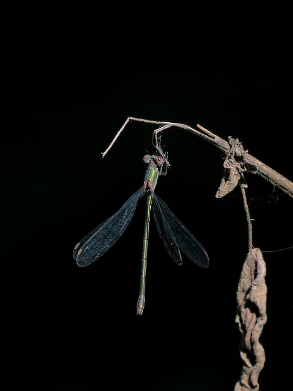 Ali Light Nature Insect Ali Light Nature Insect