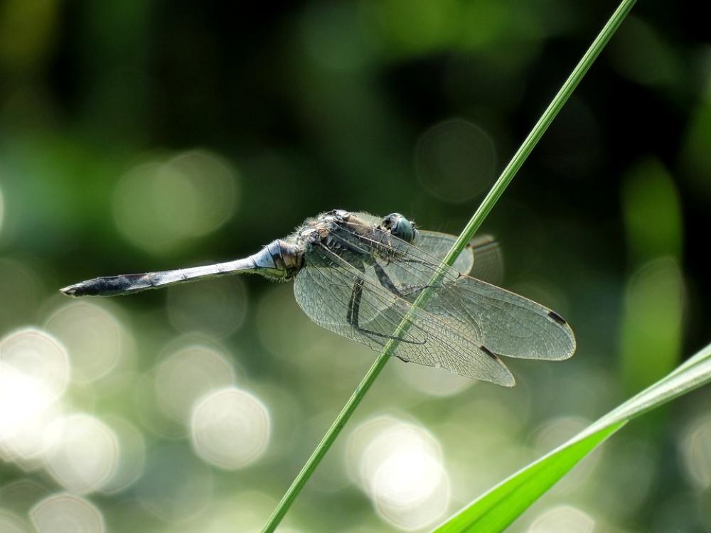 Ali Light Nature Insect Ali Light Nature Insect