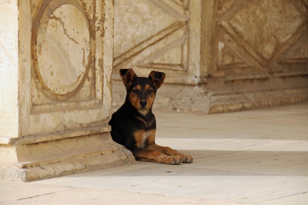 Animal Dogs Summer Egypt Observing Outdoors Hot Animal Dogs Summer Egypt Observing Outdoors Hot