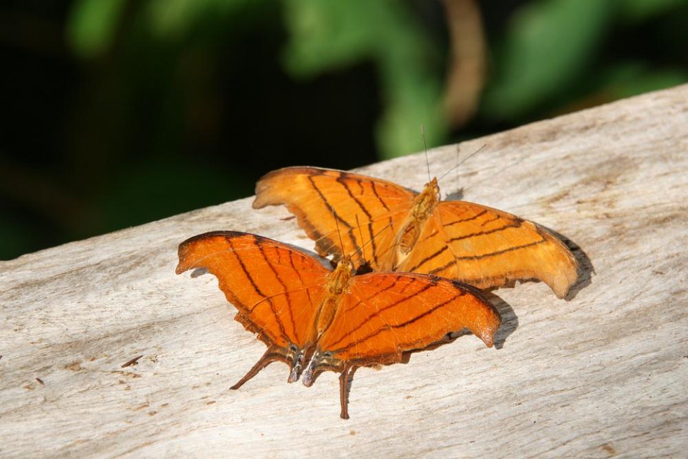 Animals Butterflies Florida Edelfalter Animals Butterflies Florida Edelfalter