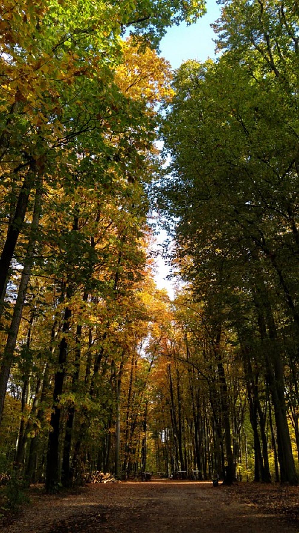 Autumn Forest Nature Tree Autumn Forest Nature Tree