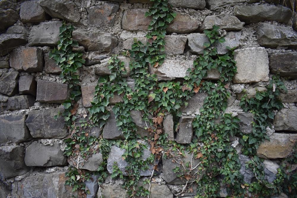 Background Wall Stones Ivy Texture Template Stone Background Wall Stones Ivy Texture Template Stone