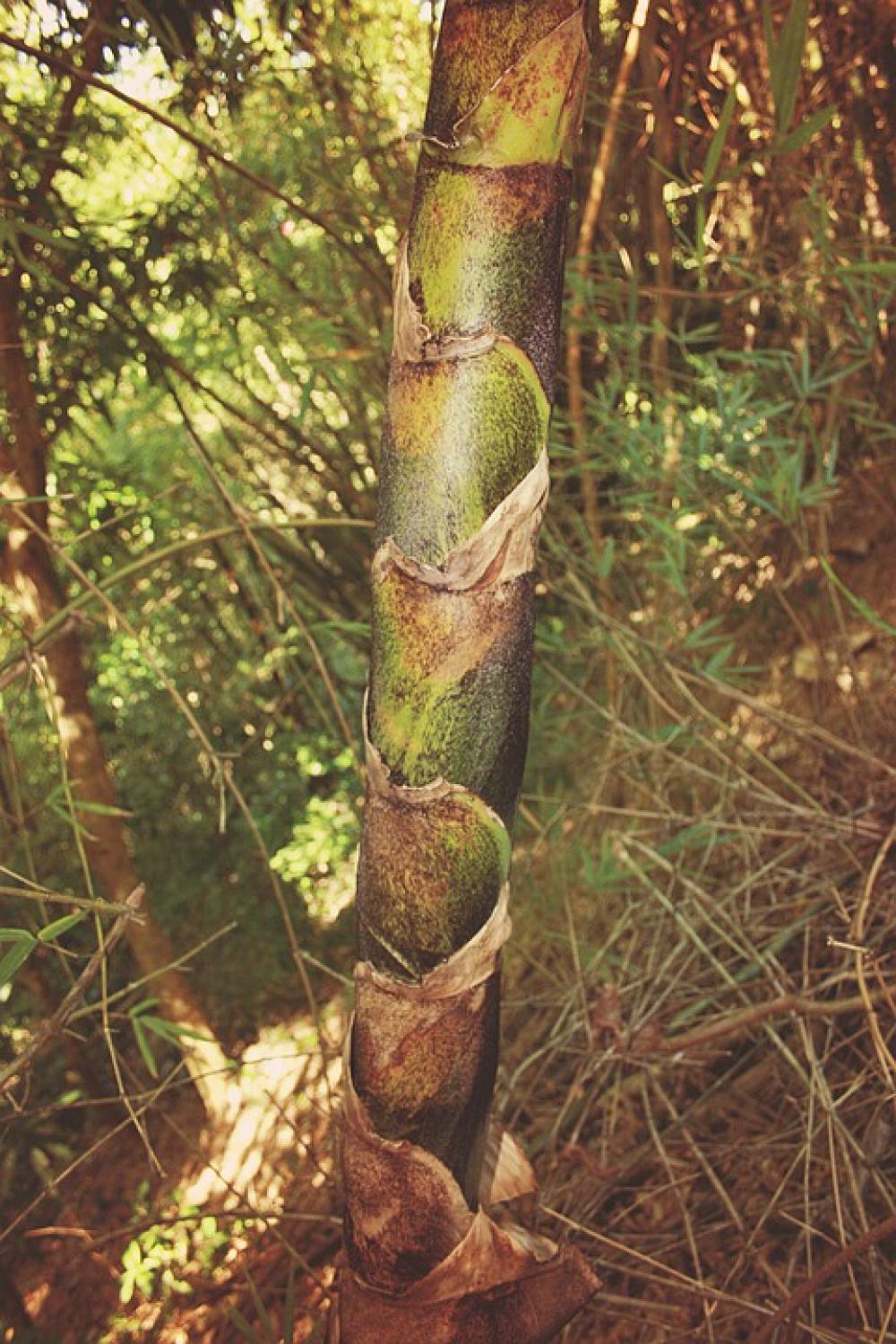 Bamboo Plant Green Nature Relax Jungle Wood Bamboo Plant Green Nature Relax Jungle Wood