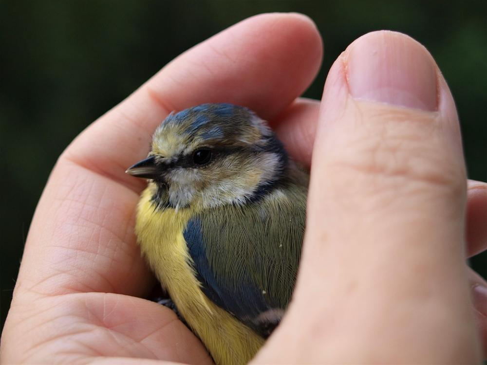 Blue Tit Young Bird Bird Tit Songbird Young Animal Blue Tit Young Bird Bird Tit Songbird Young Animal