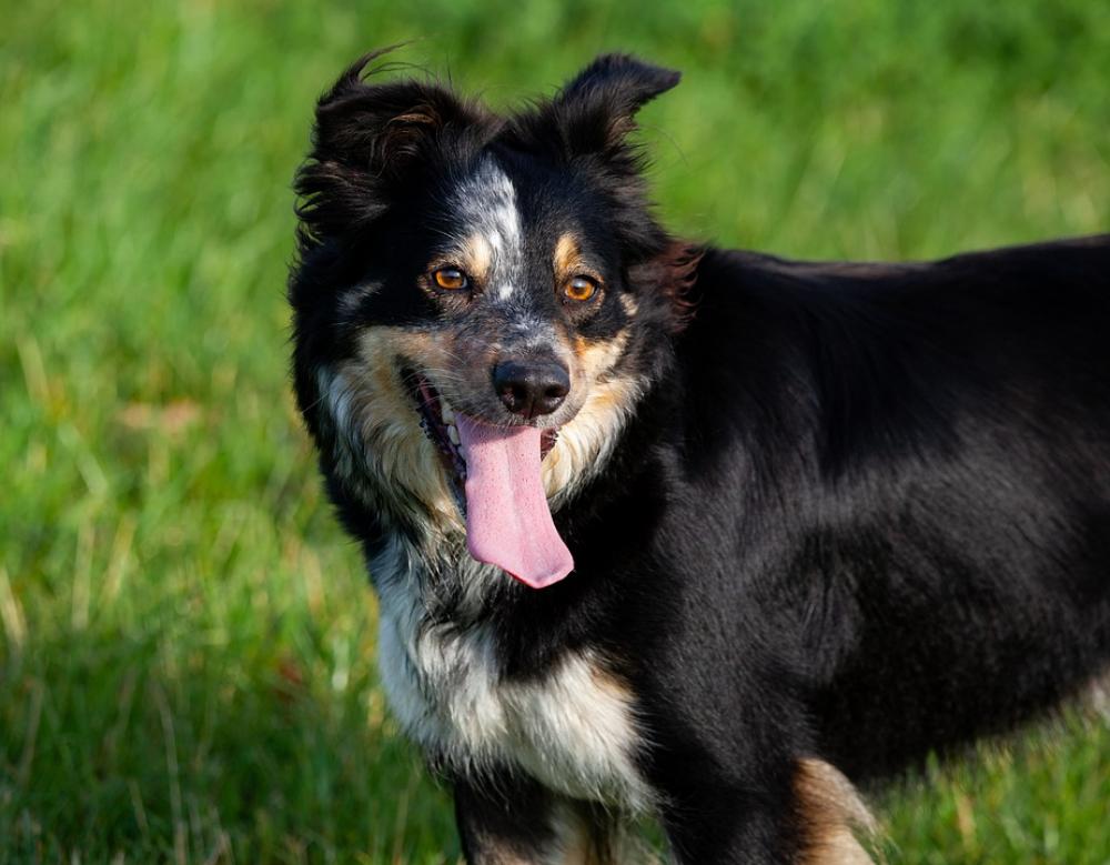 Border Collie Tri Colour Collie Dog Collie Pet Border Collie Tri Colour Collie Dog Collie Pet
