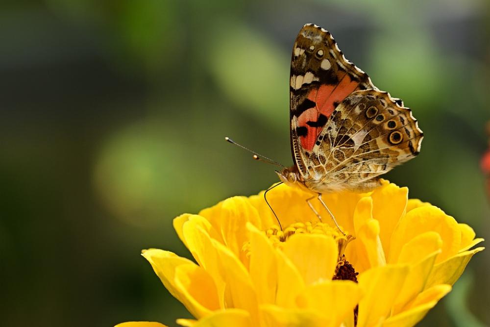 Butterfly Flower Insect Yellow Garden Macro Butterfly Flower Insect Yellow Garden Macro