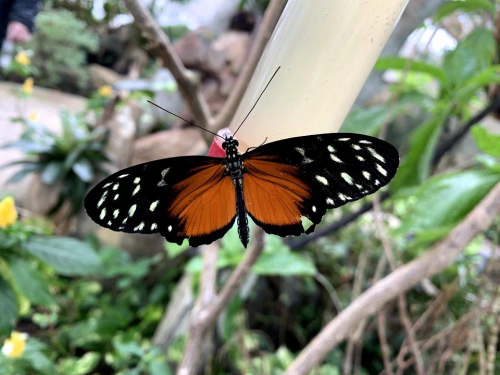 Butterfly Insect Nature Wings Butterfly Insect Nature Wings