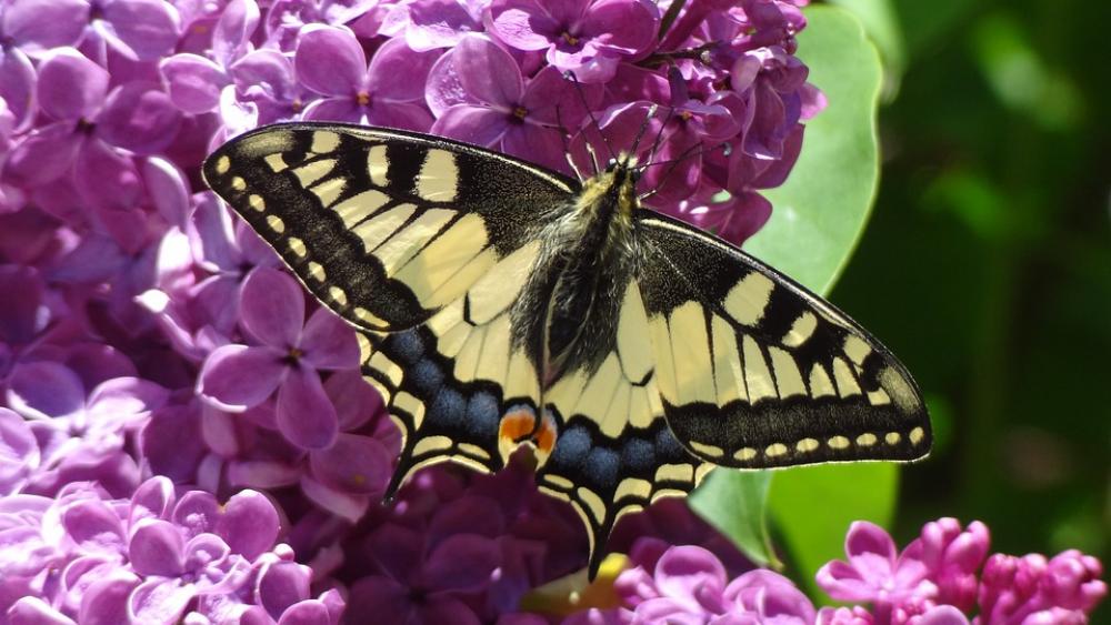 Butterfly Nature Animal Butterflies Insect Butterfly Nature Animal Butterflies Insect