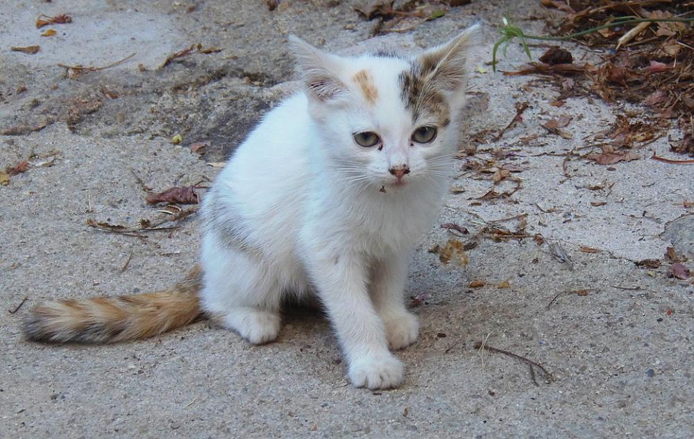 Cat Puppy Kitten Pet Cute Animals Pets Feline Cat Puppy Kitten Pet Cute Animals Pets Feline