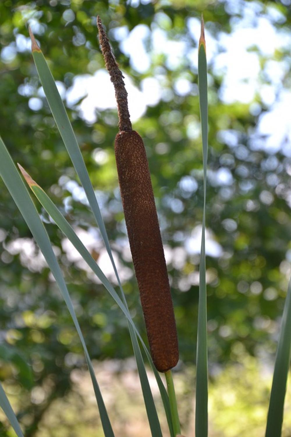 Cattail Reed Plant Water Lake Wetland Pond Cattail Reed Plant Water Lake Wetland Pond