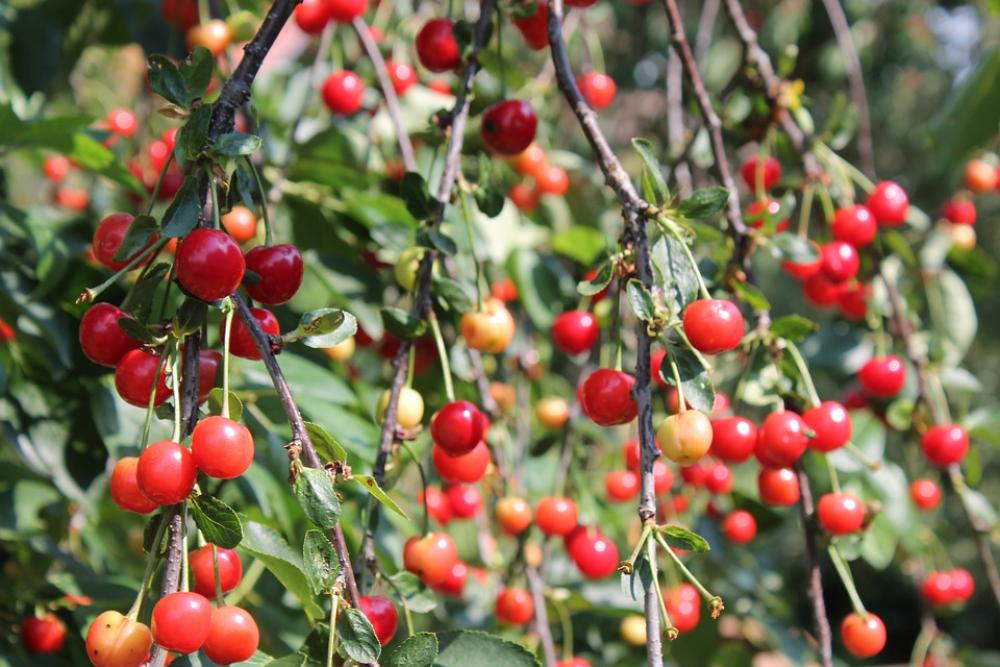 Cherry Blossom Harvest Ripe Cherry Tree Sour Cherry Cherry Blossom Harvest Ripe Cherry Tree Sour Cherry