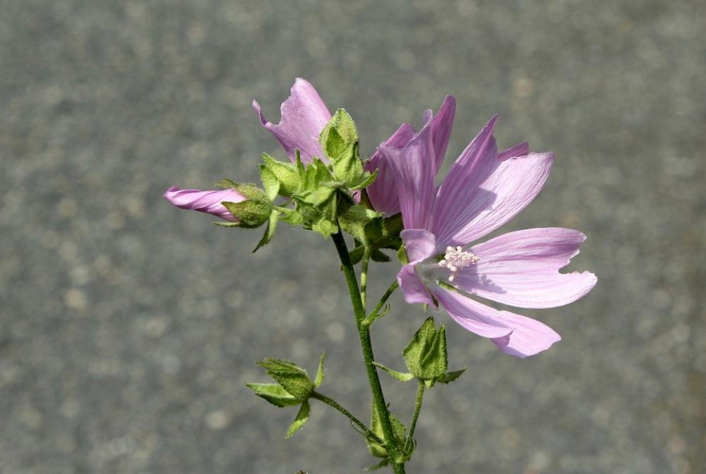 Chicory Pink Flower Plants Flower Summer Nature Chicory Pink Flower Plants Flower Summer Nature