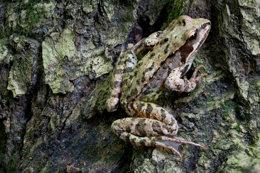 Close Up Nature Animal Frog Creature Close Up Nature Animal Frog Creature