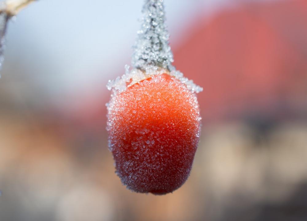 Cold Air Morning Nature Weather Ice Cold Air Morning Nature Weather Ice