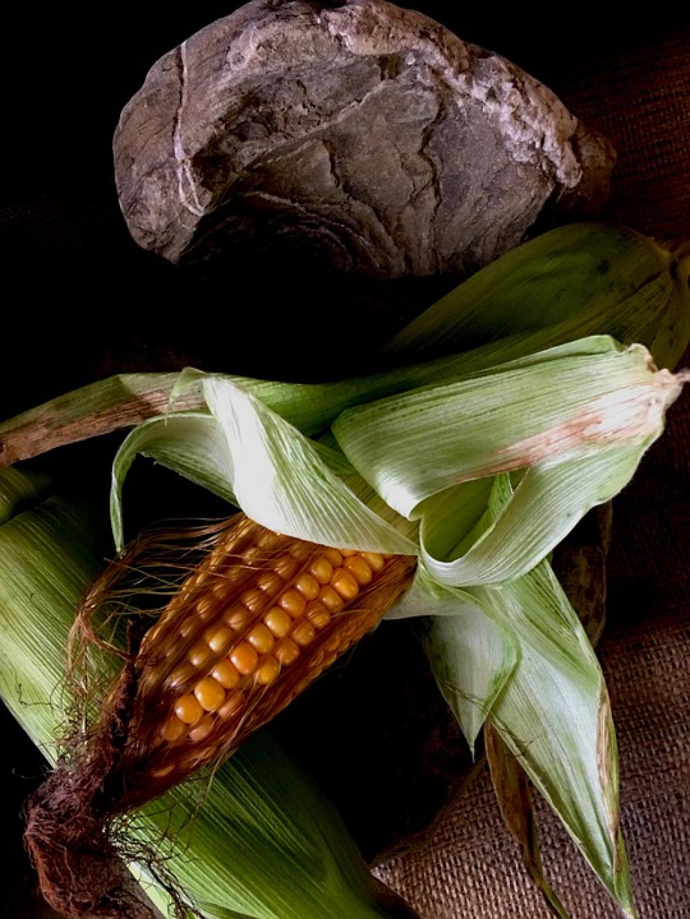 Corn Food Corn On The Cob Ripe Fruit Corn Food Corn On The Cob Ripe Fruit