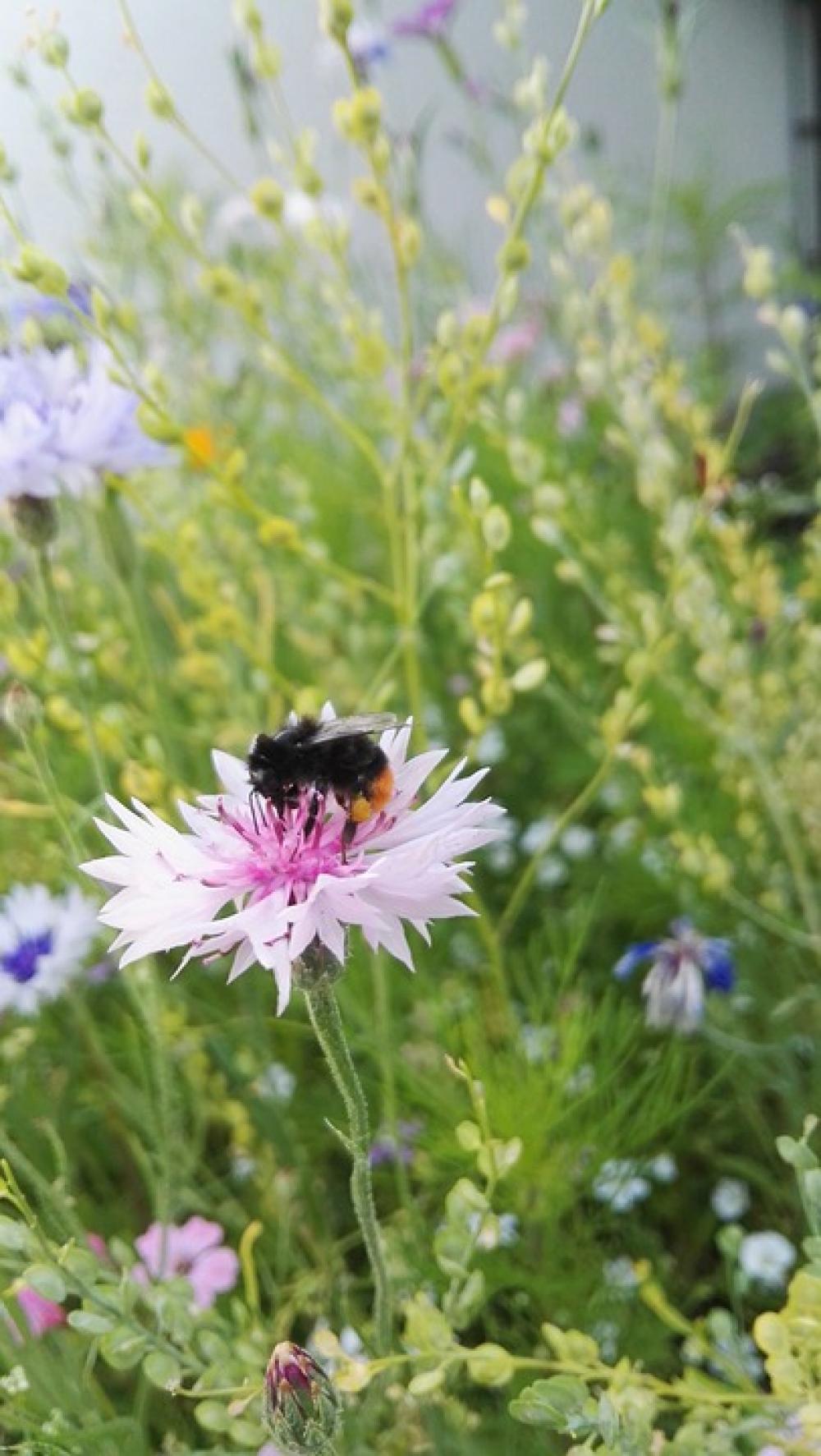 Cornflower Pink Flower Summer Blossom Bloom Cornflower Pink Flower Summer Blossom Bloom