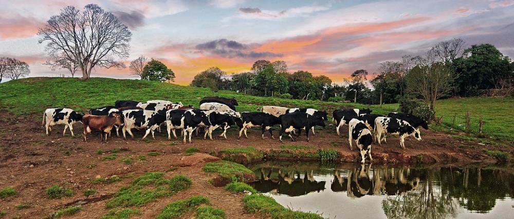 Cow Farm Nature Animal Milk Bull Countryside Cow Farm Nature Animal Milk Bull Countryside