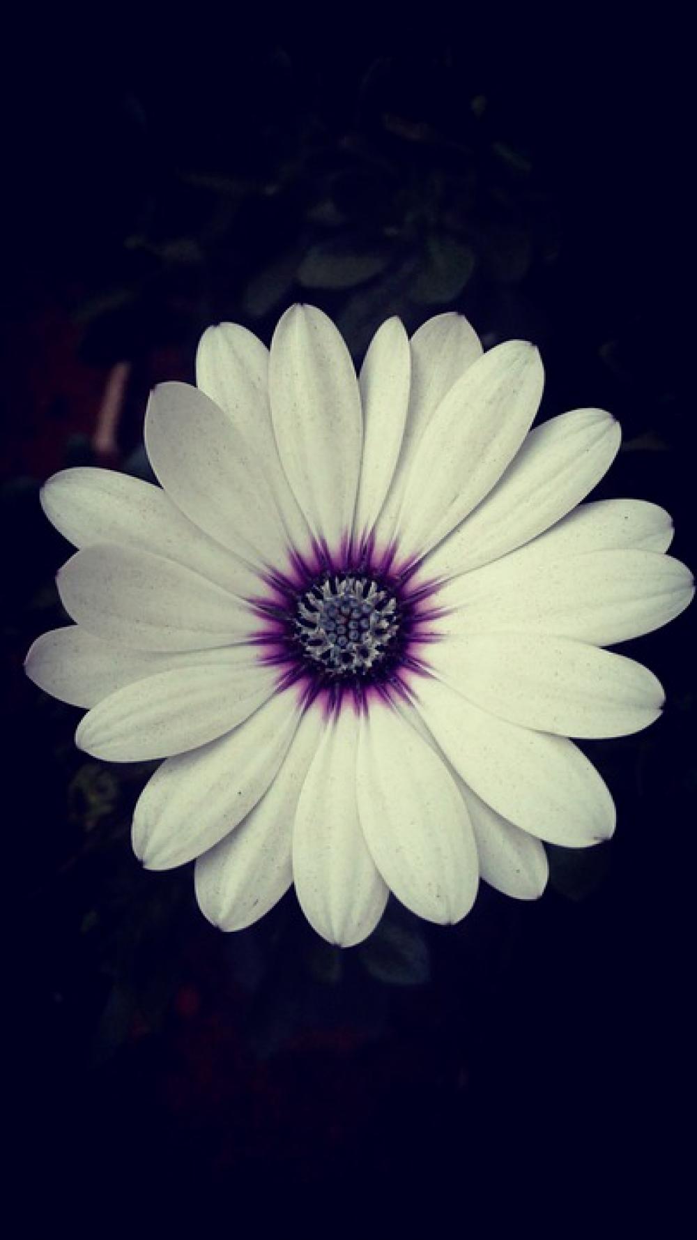 Daisy Garden Spring Summer White Daisy Garden Spring Summer White
