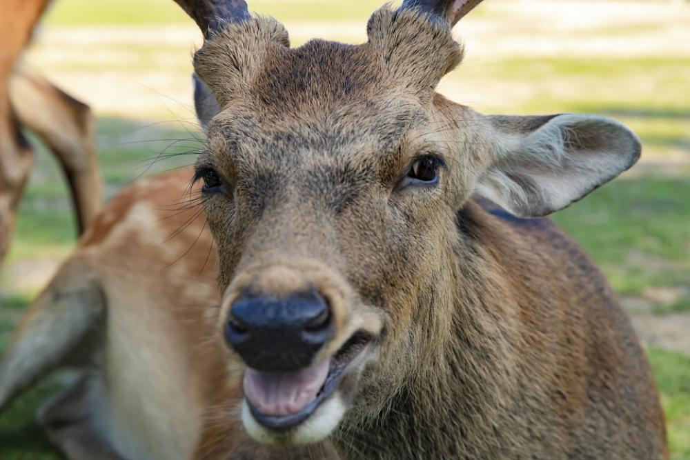Deer Animal Nara Nature Mammal Wildlife Stag Deer Animal Nara Nature Mammal Wildlife Stag