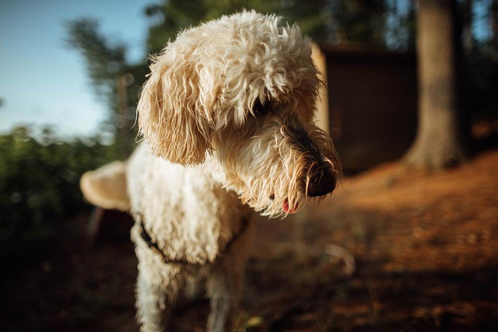 Dog Doodle Golden Doodle Animal Pet Goldendoodle Dog Doodle Golden Doodle Animal Pet Goldendoodle