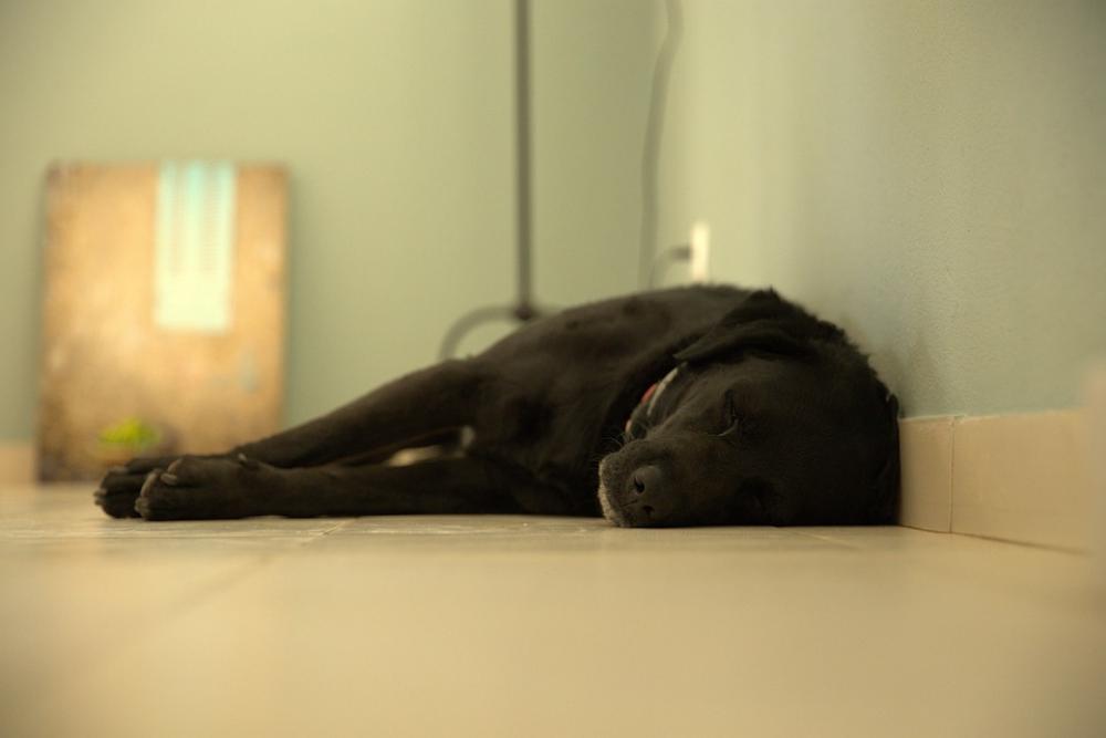Dog Labrador Black Dog Pet Animal Puppy Portrait Dog Labrador Black Dog Pet Animal Puppy Portrait