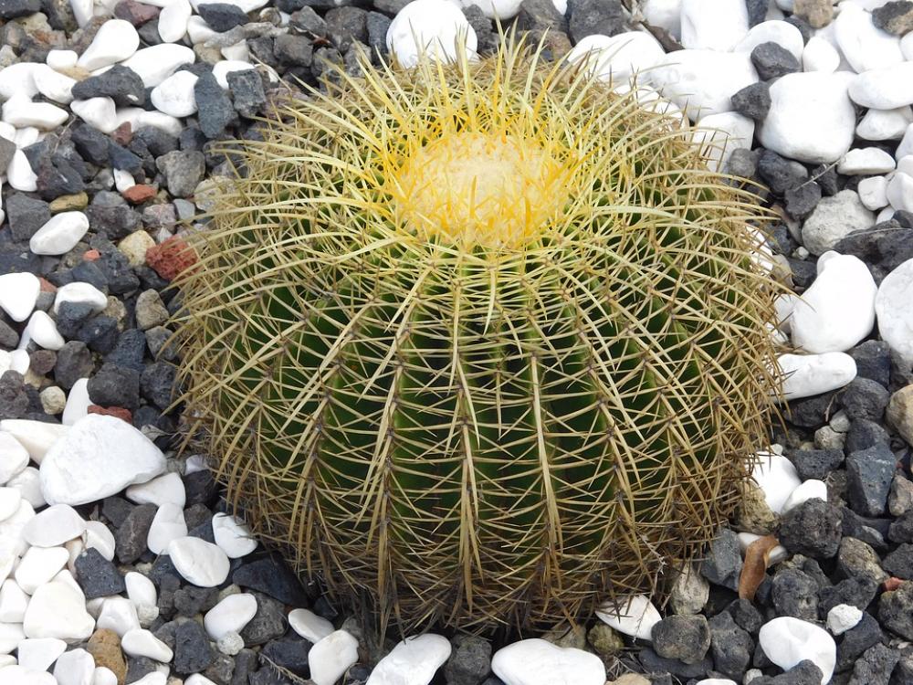 Echinactus Cactus Desert Nature Thorns Garden Echinactus Cactus Desert Nature Thorns Garden