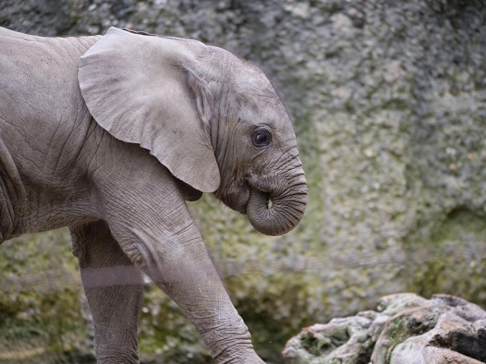 Elephant Baby Zoo Animal World Mammal Elephant Baby Zoo Animal World Mammal