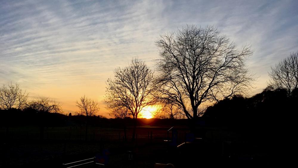 Evening Summer Night Trees Sunset Sun Silhouette Evening Summer Night Trees Sunset Sun Silhouette