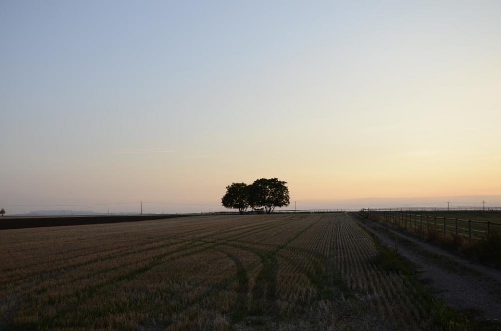 Evening Sky Tree Nature Mood Abendstimmung Evening Sky Tree Nature Mood Abendstimmung