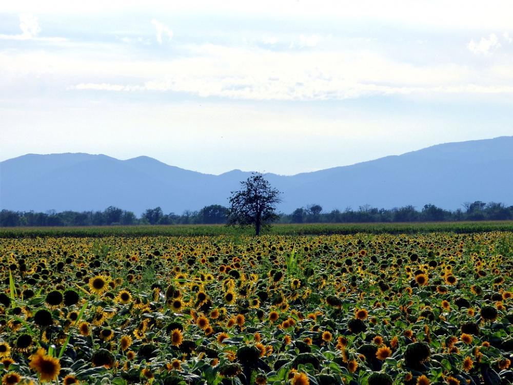 Field Sunflower Tree Flower Nature Summer Yellow Field Sunflower Tree Flower Nature Summer Yellow