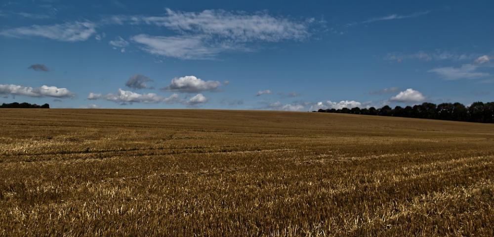 Field Green Gold Blue Sky Clouds Nature Yellow Field Green Gold Blue Sky Clouds Nature Yellow