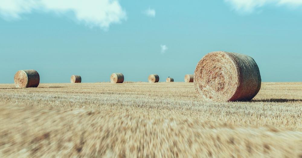 Field Fields Agriculture Straw Yellow Flora Rural Field Fields Agriculture Straw Yellow Flora Rural